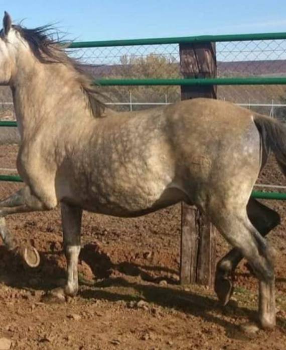 Caballo de Pura Raza Española Gallardo XXXIII